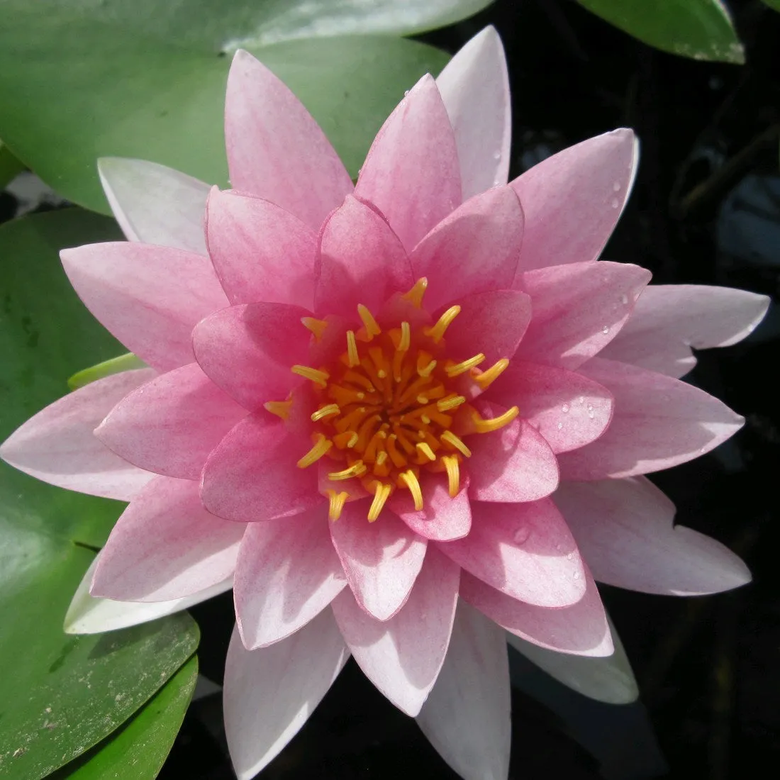 Nymphaea 'Darwin' (Hollandia) Water Lily