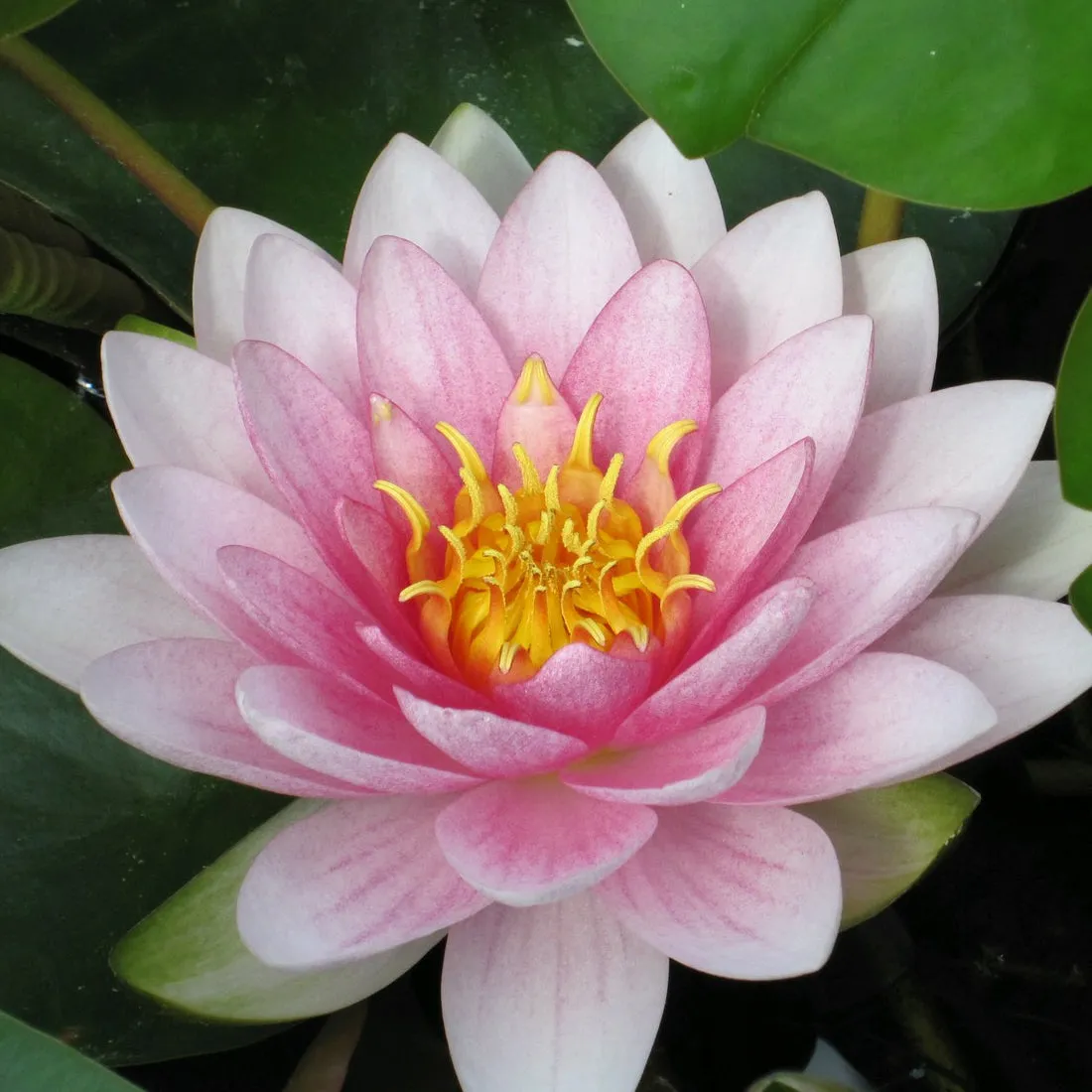 Nymphaea 'Darwin' (Hollandia) Water Lily