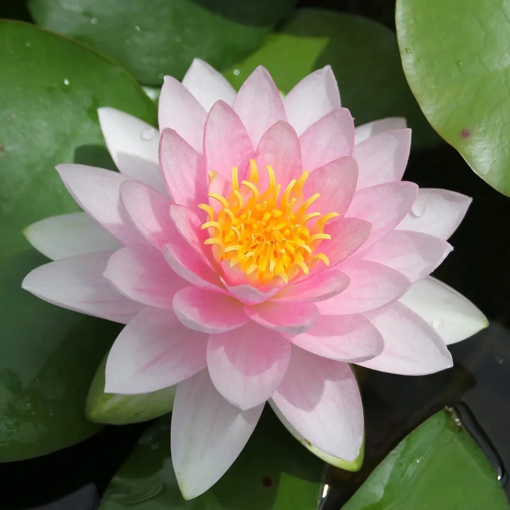 Nymphaea 'Darwin' (Hollandia) Water Lily