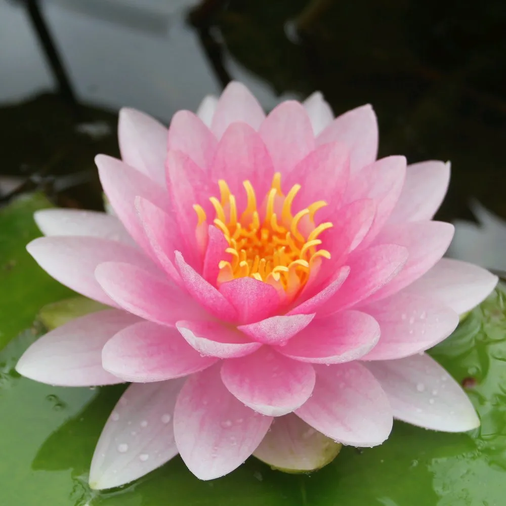 Nymphaea 'Darwin' (Hollandia) Water Lily